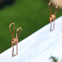 Regular Size Stainless Steel Clothes Pegs Rose Gold Colour Sold in 40/80